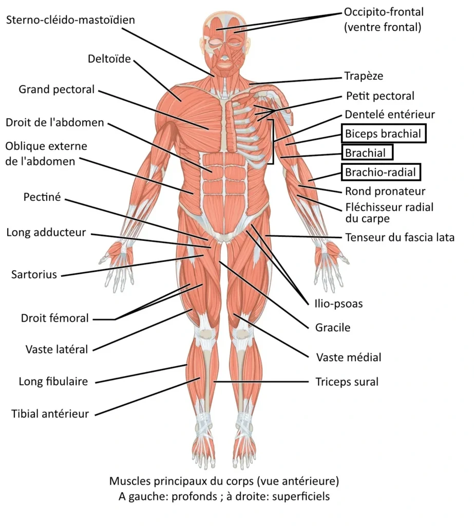 Anatomie des muscles sollicités lors des tractions vue de face